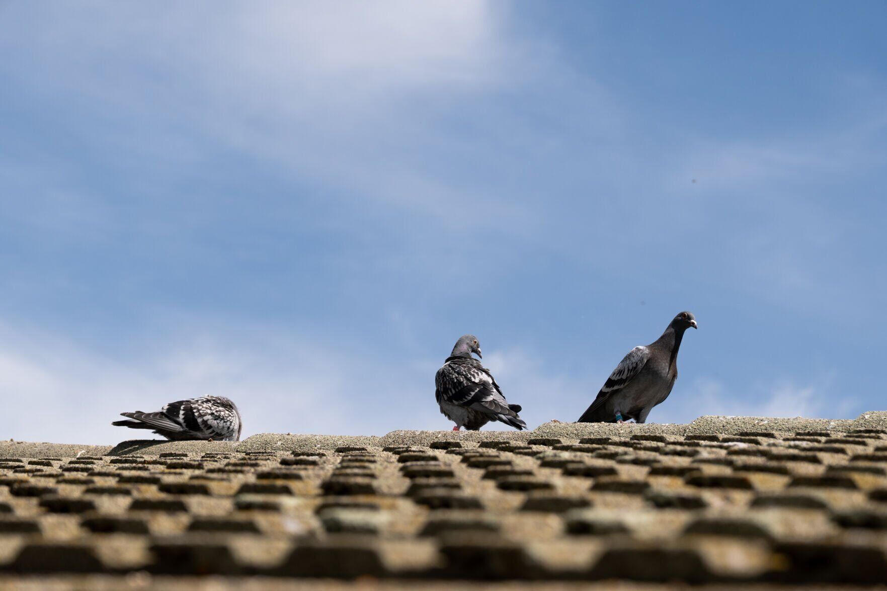 Pigeons